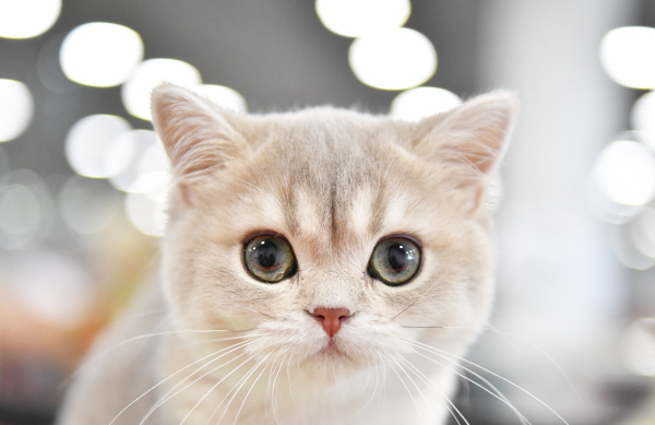 Фото: Наталья Селиверстова/РИА Новости