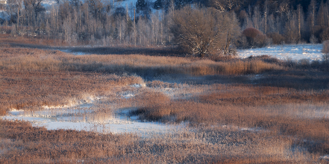 Сухое болото Изборско-Мальской долины