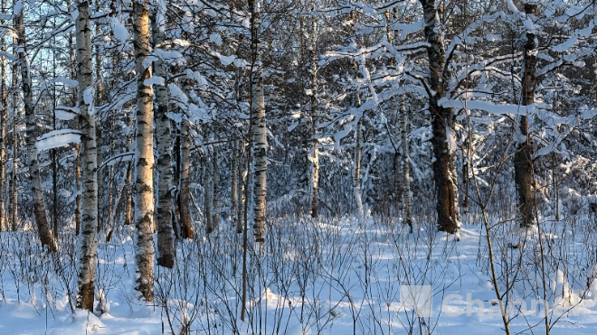 Фото: 47channel / Нина Вересова