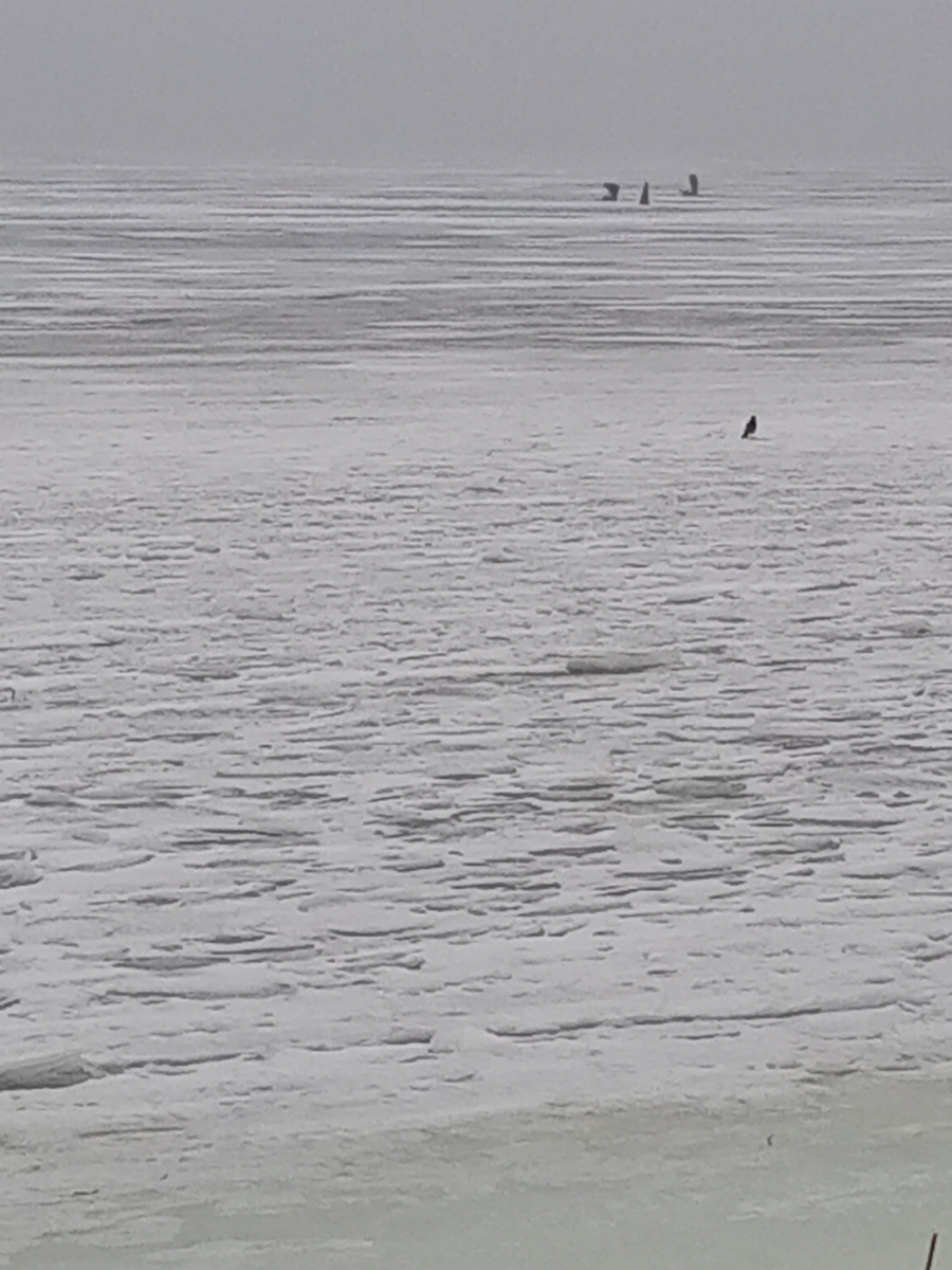 Берег волгоградского водохранилища.