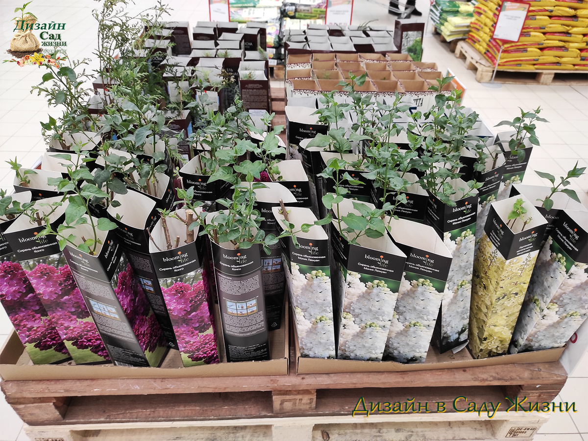 Саженцы с листьями зимой выглядят бодро, но часто уже потратили свои силы