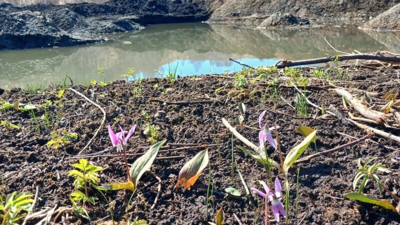     Краснокнижное растение - кандык сибирский в Солонешенском районе. epp.genproc.gov.ru