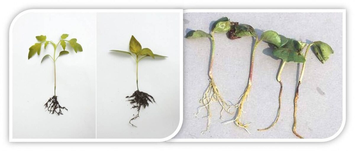 Причины возникновения черной ножки