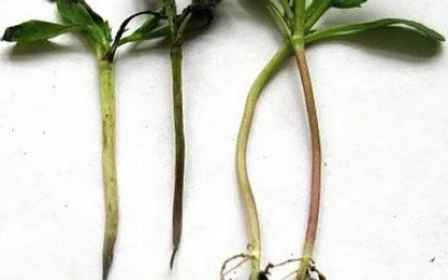 Симптомы черной ножки