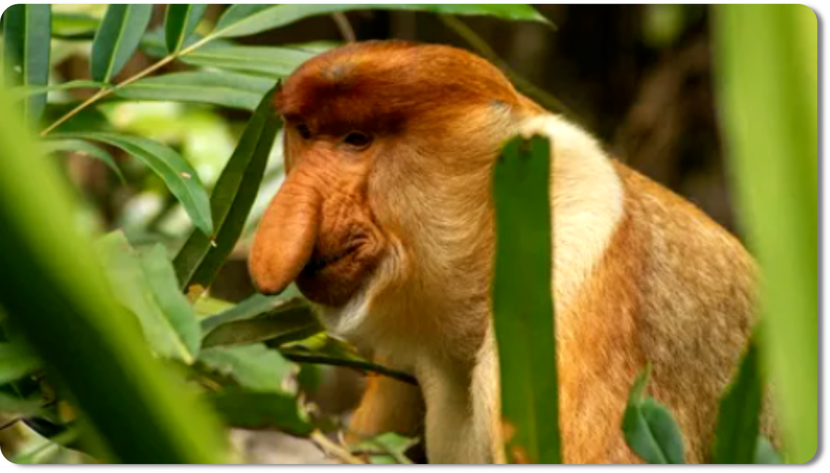 у самцов - нос, как у короля