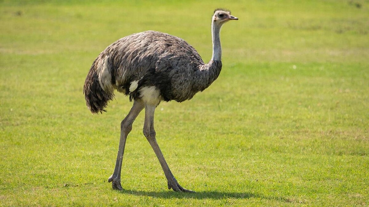    Изображение создано при помощи ИИ