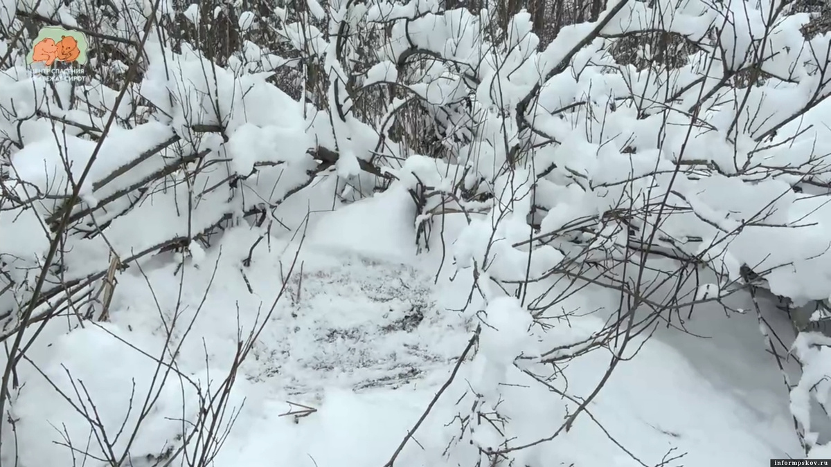 Место, где находилась медведица с медвежатами