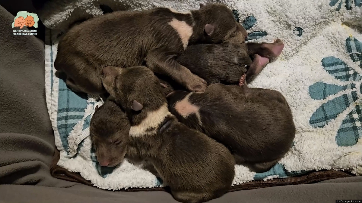 Здесь и далее: скриншот видеозаписи из группы центра