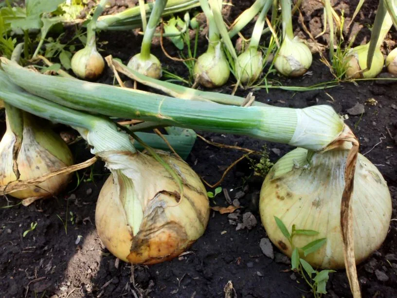 Лук Эксибишен на грядке, фото автора. Часто в июле-августе у нас льют дожди, убирать лук приходится из грязи