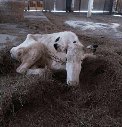 В орловском племзаводе вместо сотен коров обнаружили двух истощённых бурёнок
