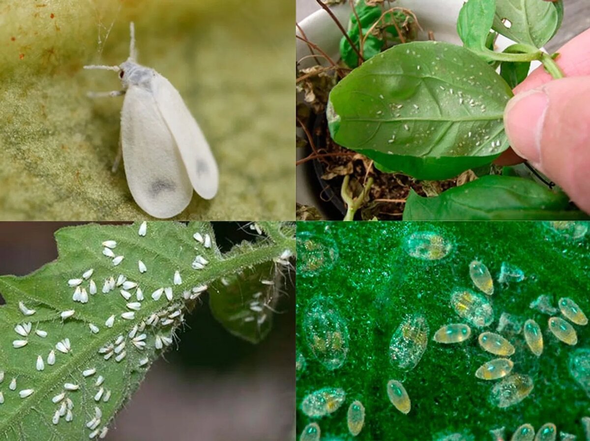 Белокрылка на рассаде