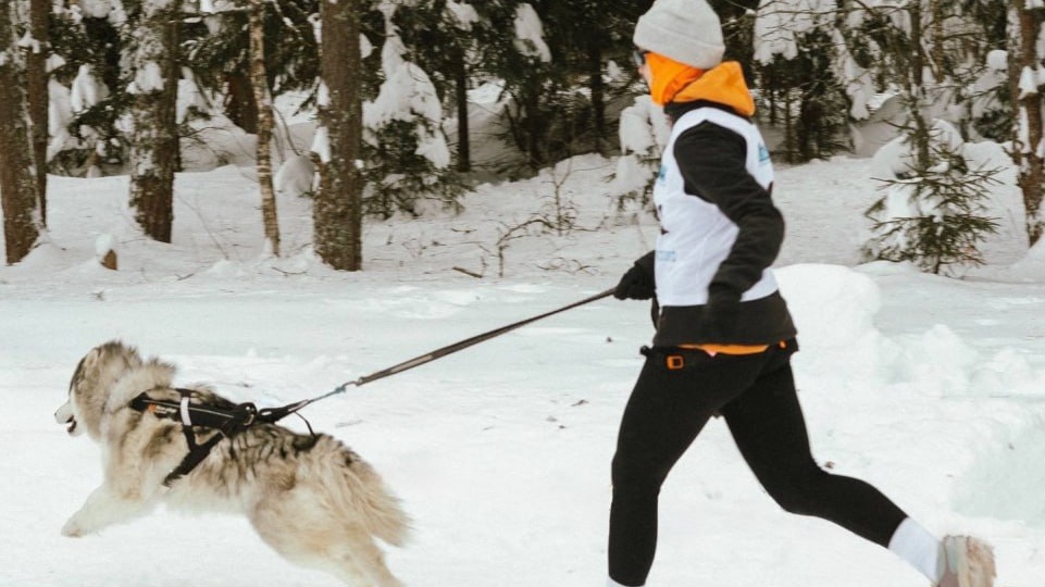 Сегодня Международный день ездовых собак