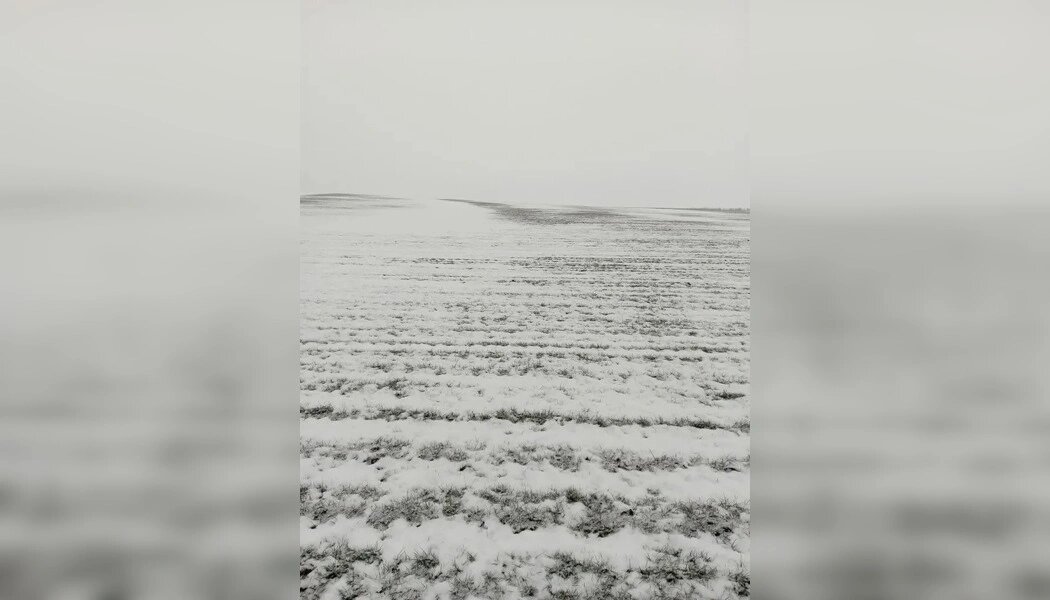    Фото: Филиала ФГБУ «Россельхозцентр» по Ростовской области