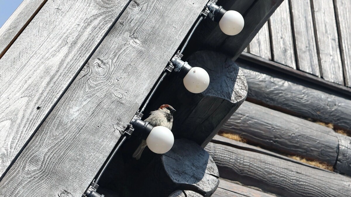    Фото: Андрей Ткачев / «Ямал-Медиа»