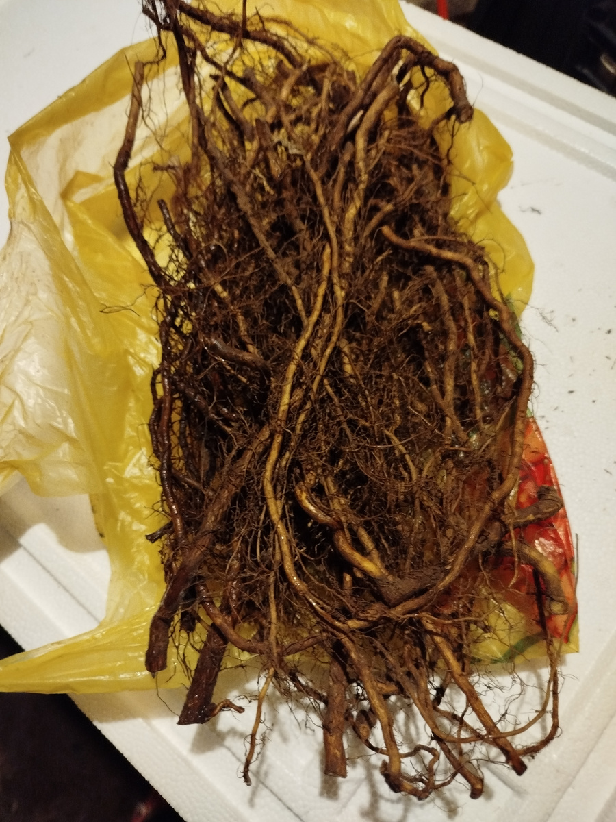 Корень из холодильника.