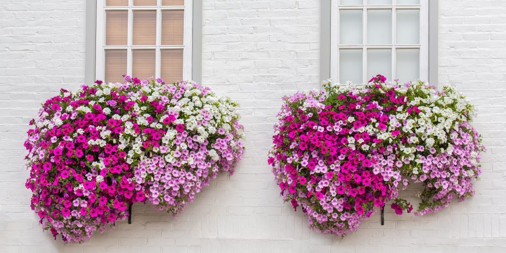 Когда сажать петунию на рассаду в 2026 году: советы и подробная инструкция