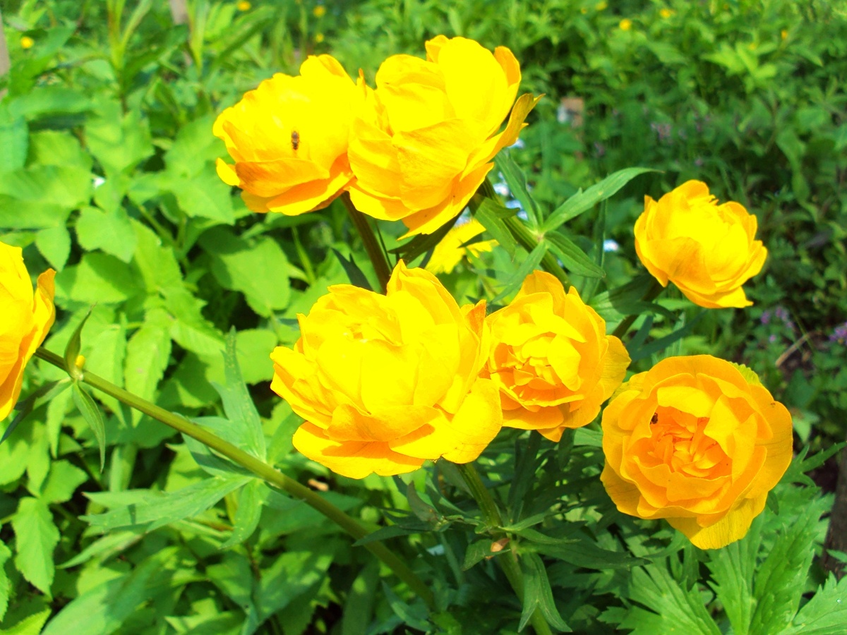 Купальница Голден Квин