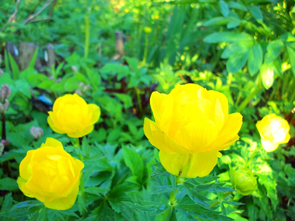 Купальница Лемон Куин