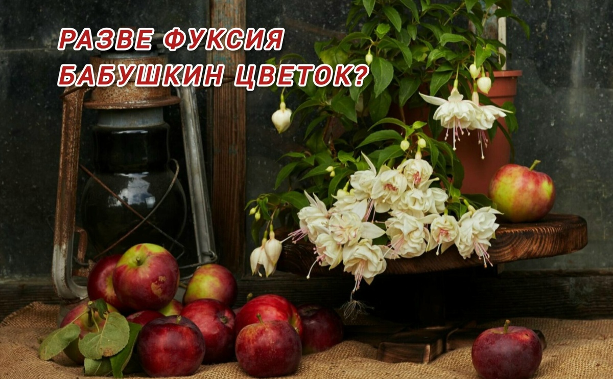 Фото, как на старой гравюре. 