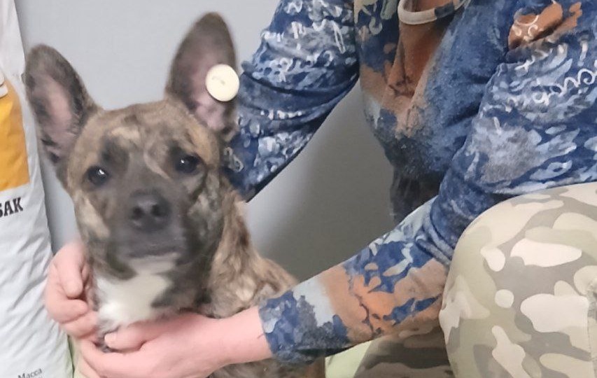 Питомцы Центра реабилитации животных Теремок нуждаются в помощи