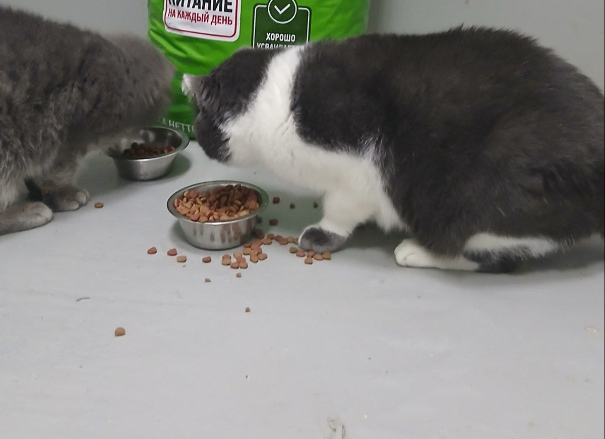 Котики Теремка