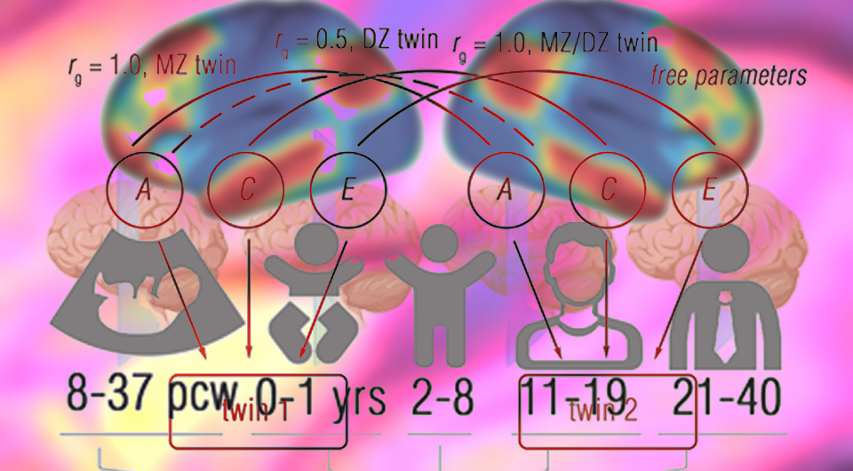   N + 1; Yuanyuan Hu et al. / Molecular Psychiatry, 2026