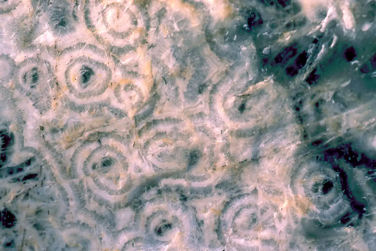 Окаменелости строматолита являются древнейшим свидетельством существования жизни / Philippe Plailly/Science Photo Library