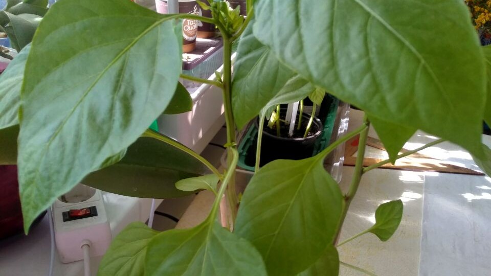 Если вы планируете посадку перца на рассаду в 2026 году, обратите внимание на важные астрологические моменты! Определённо стоит сеять в дни