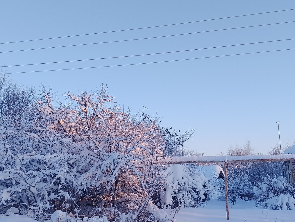 Фото автора. Стайка свиристелей прилетела на обед. Но кормушку сдуло ветром и занесло снегом. 