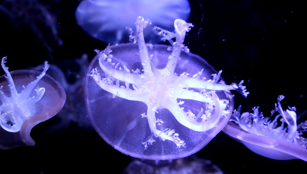     Фото: THAIFINN/Shutterstock/FOTODOM Медузы Cassiopea