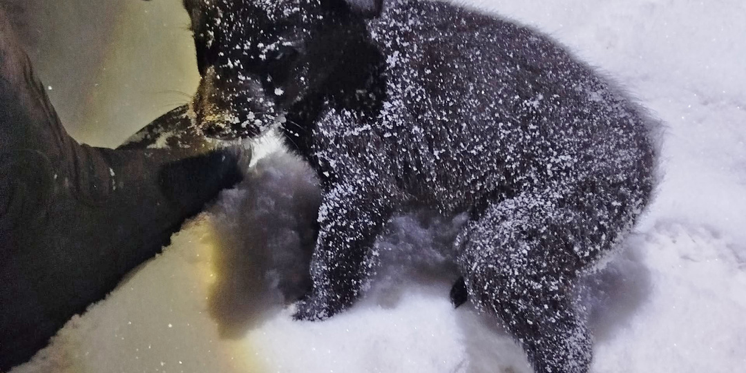 Собачье семейство бросили погибать на морозе в Череповецком округе