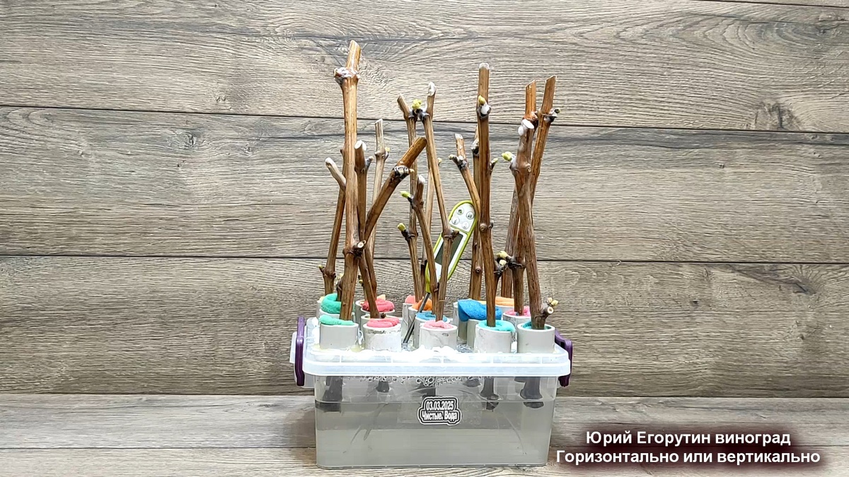 Черенки 6 суток при температуре +22 градуса.