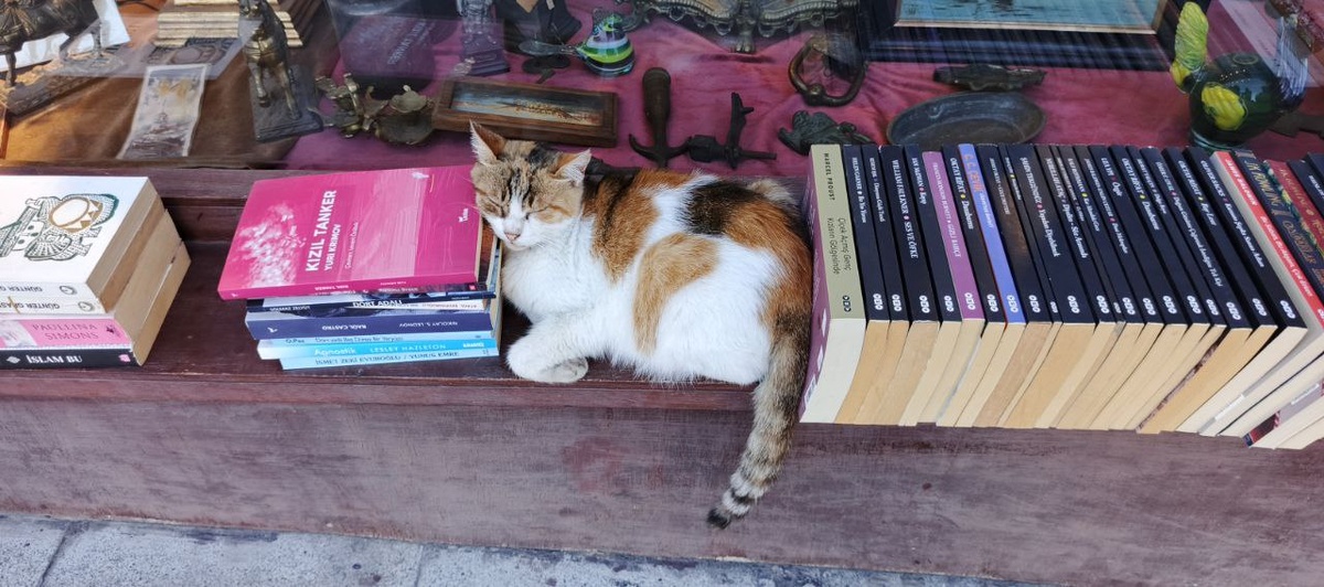 Лучшая реклама книжного магазина! (Здесь и далее фото автора)