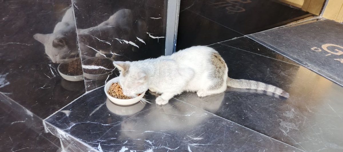 Даже на порге Отеля можно встретить миски с кормом для кошек.