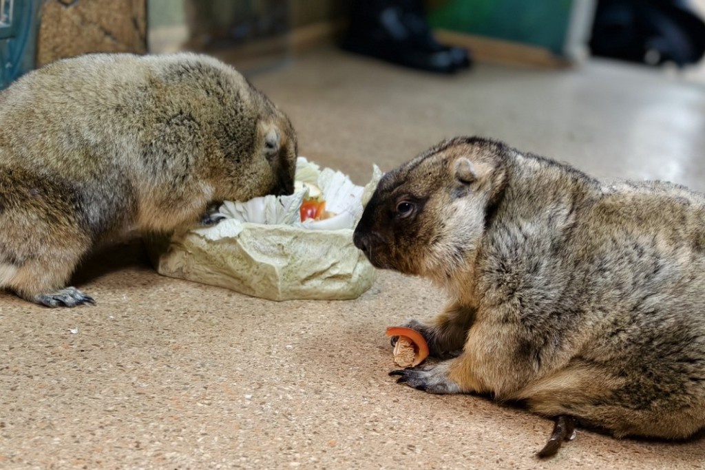    Фото © VK / Тульский экзотариум