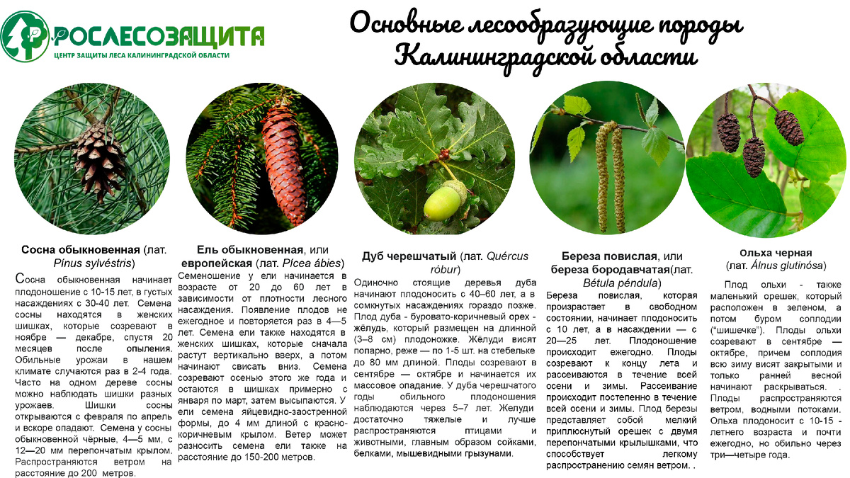 Наглядные материалы