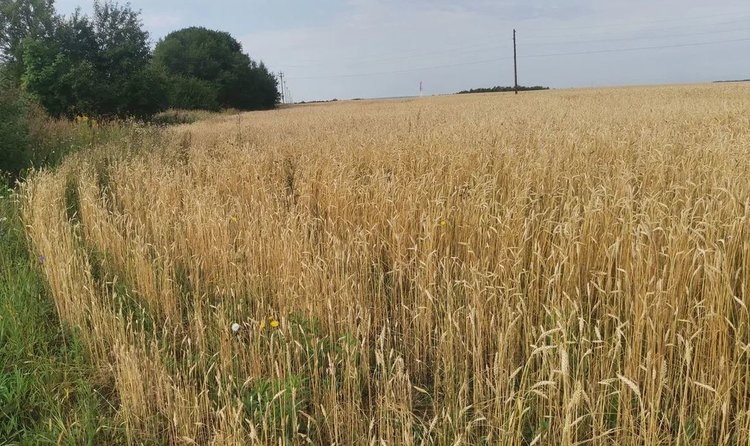    Фото: Лукьянов Дмитрий, AgroXXI.ru