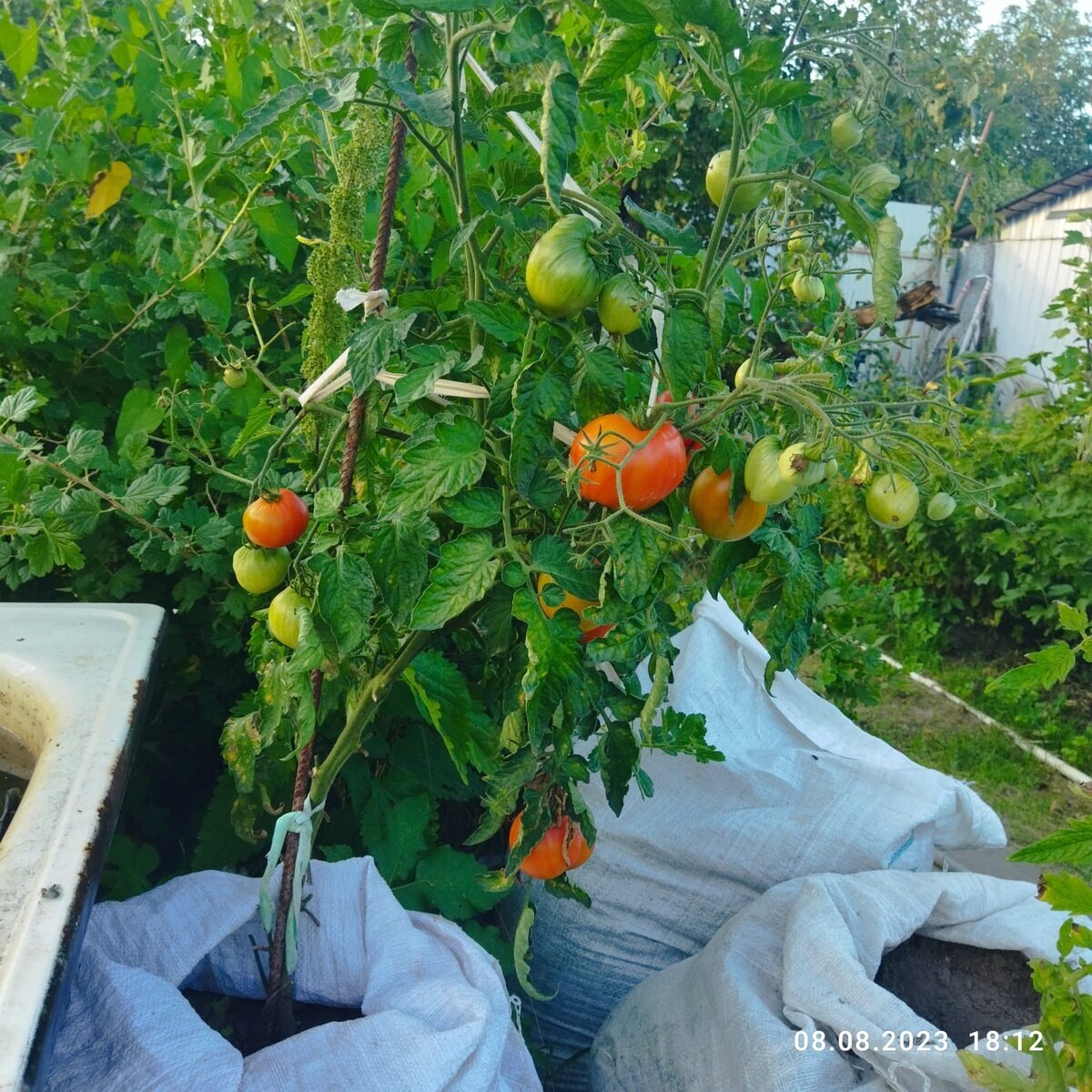 Алое сердце. 8 августа 23 год. Три ведра земли.