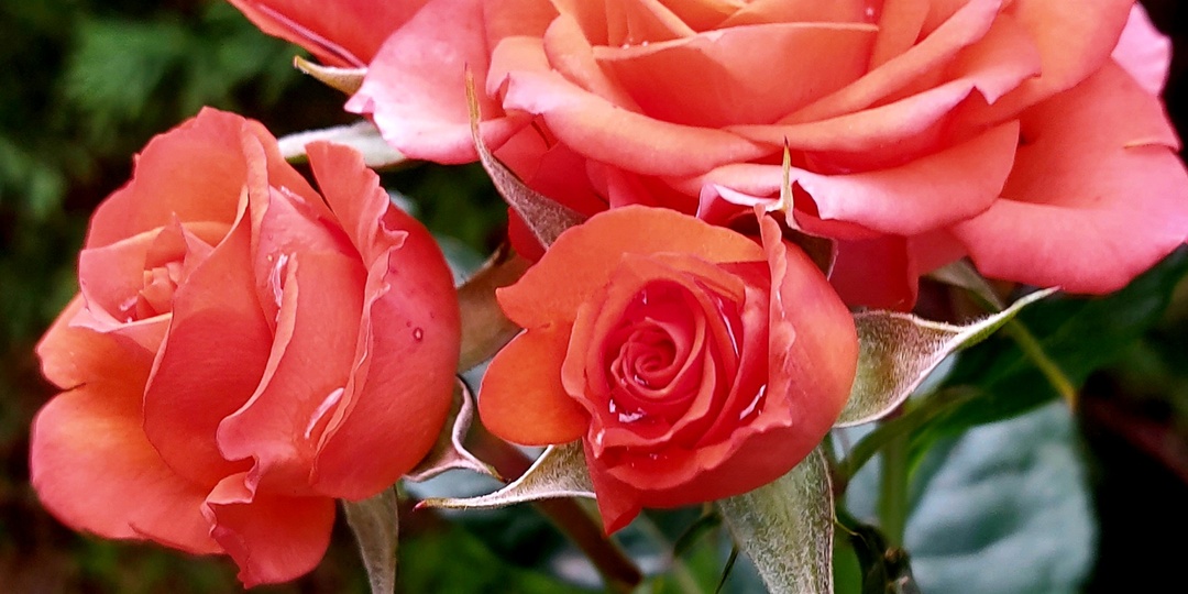 Этих роз в моем саду большинство. Про питомники Германии и "память предков"