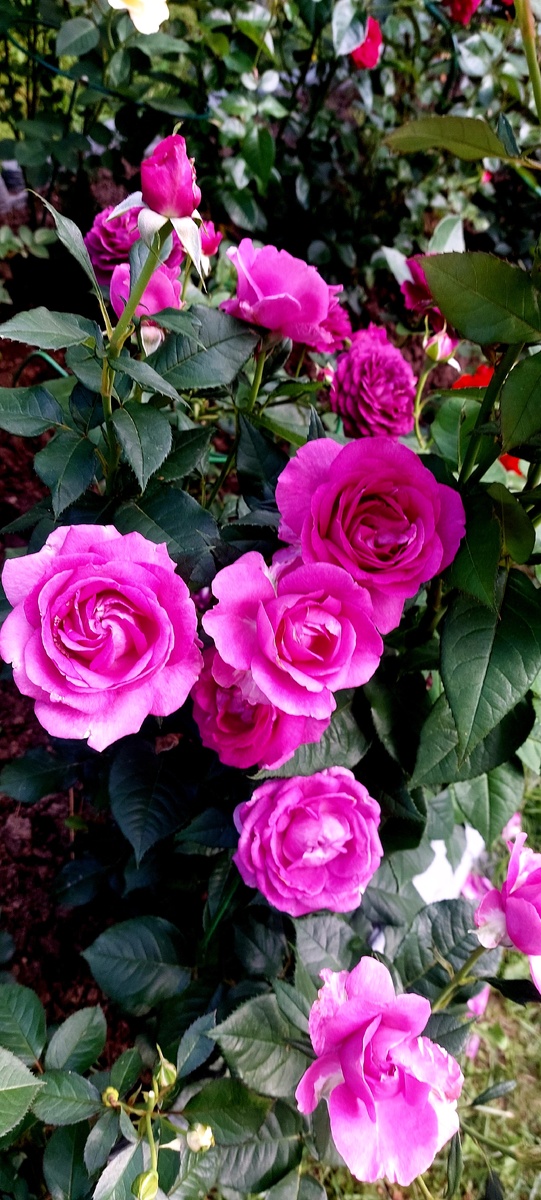 Кармен Вюрт. Флорибунда. Селекция Kordes