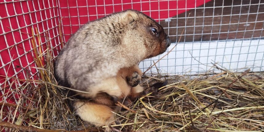    Сурок Филимонпредоставлено "Приютом Белоснежки"