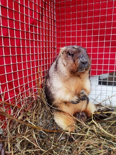    Сурок Филимонпредоставлено "Приютом Белоснежки"