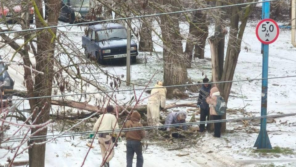 Дерево рухнуло на женщину в Керчи