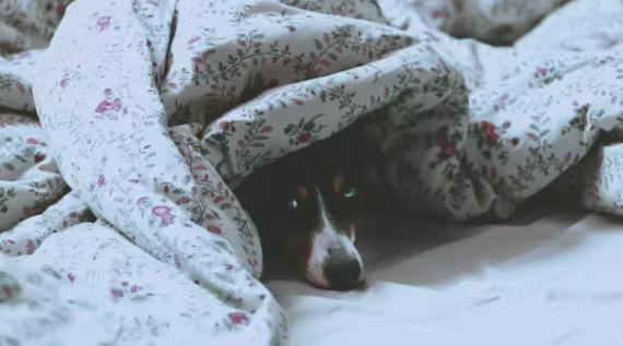 Спряталась