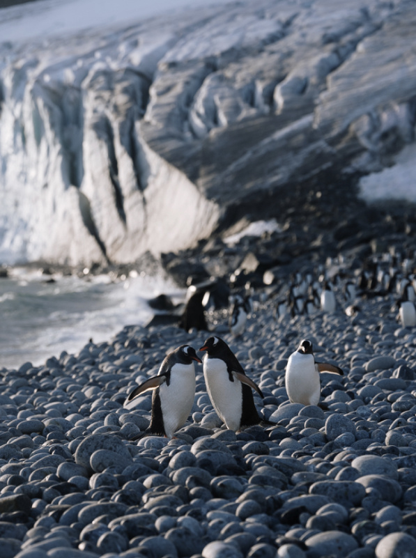 Пингвины в Антарктиде.