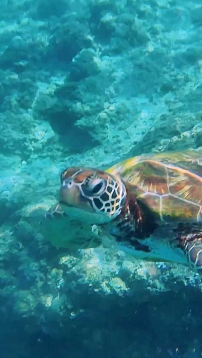 Черепахи в Моалбоале