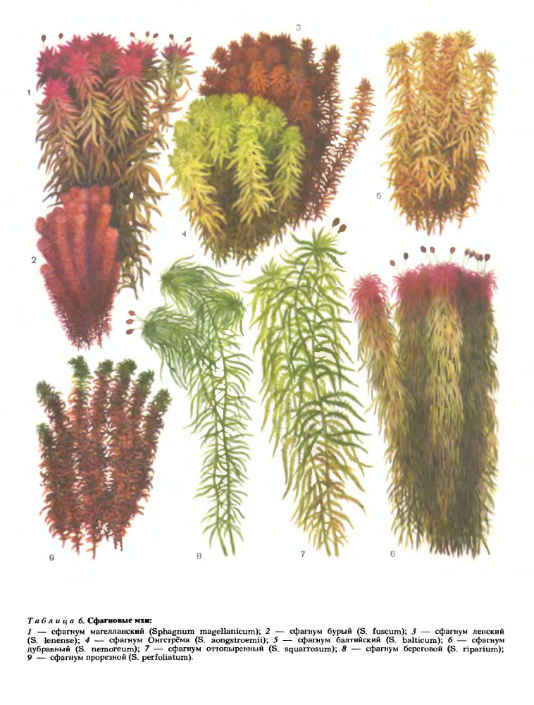 Иллюстрация из книги "Жизнь растений" т.4, М.: Просвещение, 1978