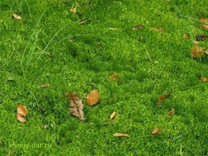 Сфагнум в лесу (фото с блога "Лесная кладовая")