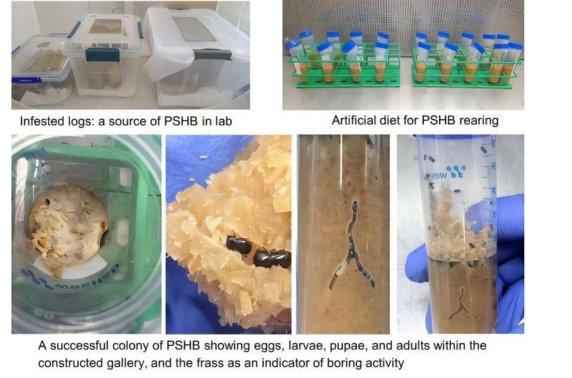    Графический экстракт исследования. Успешная колония всеядных бурильщиков на всех стадиях метаморфоза — яйца, личинки, куколки и имаго.