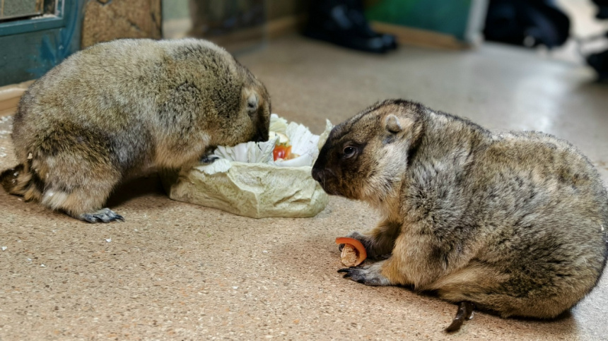    Фото: ВКонтакте/Тульский экзотариум/tulazoo; 5-tv.ru